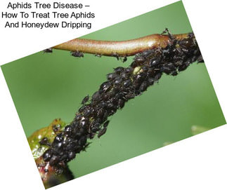 Aphids Tree Disease – How To Treat Tree Aphids And Honeydew Dripping