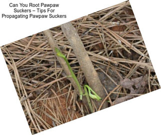 Can You Root Pawpaw Suckers – Tips For Propagating Pawpaw Suckers