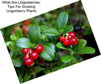 What Are Lingonberries: Tips For Growing Lingonberry Plants