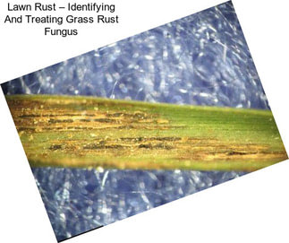 Lawn Rust – Identifying And Treating Grass Rust Fungus