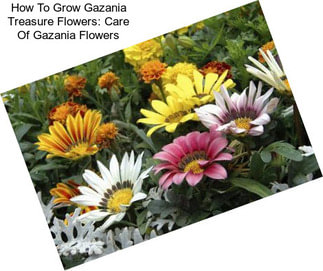 How To Grow Gazania Treasure Flowers: Care Of Gazania Flowers