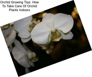 Orchid Growing Tips: How To Take Care Of Orchid Plants Indoors