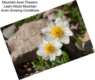 Mountain Aven Flowers: Learn About Mountain Aven Growing Conditions