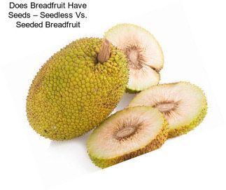Does Breadfruit Have Seeds – Seedless Vs. Seeded Breadfruit