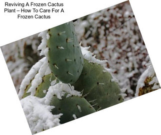 Reviving A Frozen Cactus Plant – How To Care For A Frozen Cactus