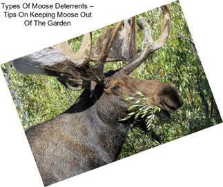 Types Of Moose Deterrents – Tips On Keeping Moose Out Of The Garden