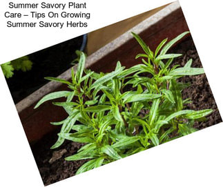 Summer Savory Plant Care – Tips On Growing Summer Savory Herbs