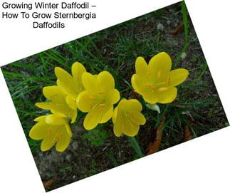 Growing Winter Daffodil – How To Grow Sternbergia Daffodils