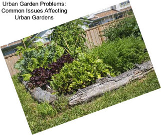 Urban Garden Problems: Common Issues Affecting Urban Gardens