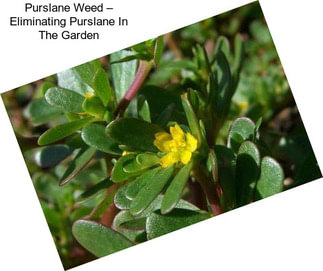 Purslane Weed – Eliminating Purslane In The Garden