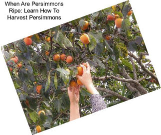 When Are Persimmons Ripe: Learn How To Harvest Persimmons