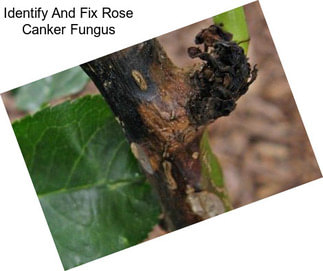 Identify And Fix Rose Canker Fungus