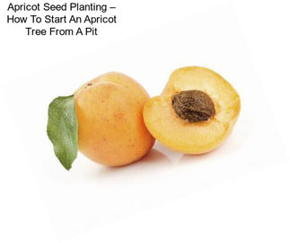 Apricot Seed Planting – How To Start An Apricot Tree From A Pit