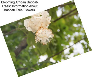 Blooming African Baobab Trees: Information About Baobab Tree Flowers