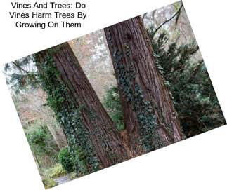 Vines And Trees: Do Vines Harm Trees By Growing On Them