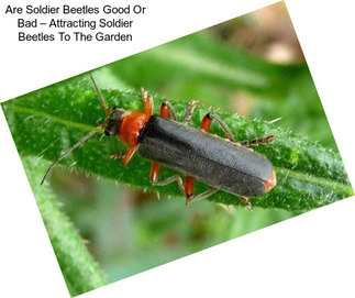 Are Soldier Beetles Good Or Bad – Attracting Soldier Beetles To The Garden