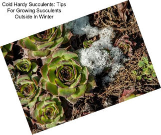 Cold Hardy Succulents: Tips For Growing Succulents Outside In Winter