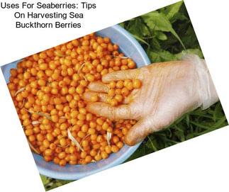 Uses For Seaberries: Tips On Harvesting Sea Buckthorn Berries
