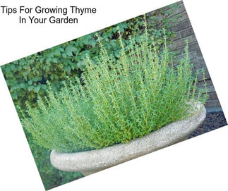 Tips For Growing Thyme In Your Garden