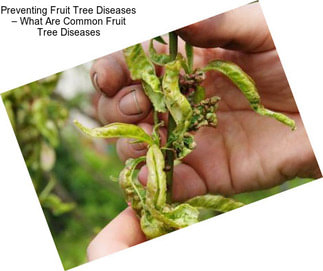 Preventing Fruit Tree Diseases – What Are Common Fruit Tree Diseases