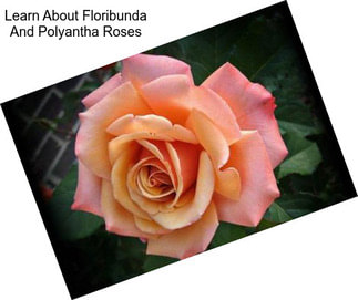 Learn About Floribunda And Polyantha Roses