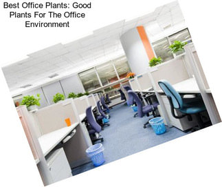 Best Office Plants: Good Plants For The Office Environment