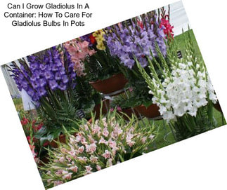 Can I Grow Gladiolus In A Container: How To Care For Gladiolus Bulbs In Pots