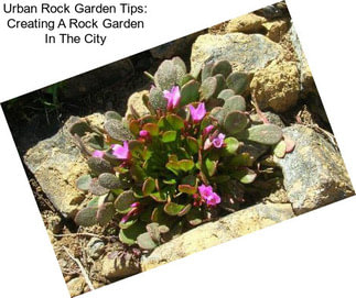 Urban Rock Garden Tips: Creating A Rock Garden In The City