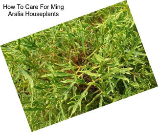 How To Care For Ming Aralia Houseplants