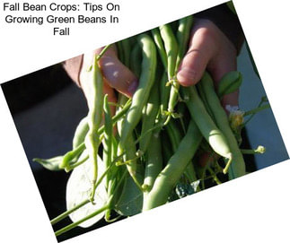 Fall Bean Crops: Tips On Growing Green Beans In Fall