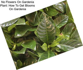 No Flowers On Gardenia Plant: How To Get Blooms On Gardenia