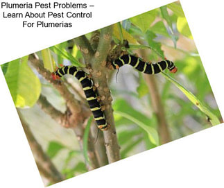 Plumeria Pest Problems – Learn About Pest Control For Plumerias