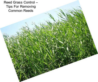 Reed Grass Control – Tips For Removing Common Reeds