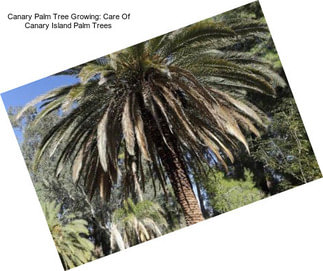 Canary Palm Tree Growing: Care Of Canary Island Palm Trees