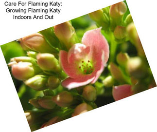 Care For Flaming Katy: Growing Flaming Katy Indoors And Out