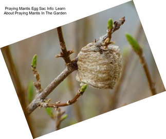 Praying Mantis Egg Sac Info: Learn About Praying Mantis In The Garden