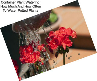 Container Plant Watering: How Much And How Often To Water Potted Plants