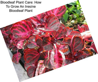 Bloodleaf Plant Care: How To Grow An Iresine Bloodleaf Plant