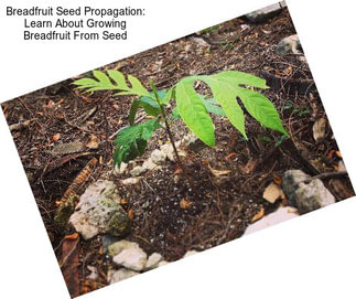 Breadfruit Seed Propagation: Learn About Growing Breadfruit From Seed