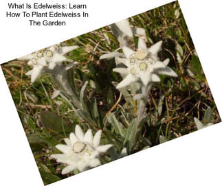 What Is Edelweiss: Learn How To Plant Edelweiss In The Garden