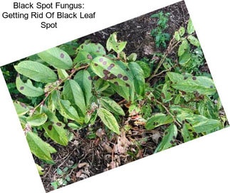 Black Spot Fungus: Getting Rid Of Black Leaf Spot