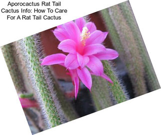 Aporocactus Rat Tail Cactus Info: How To Care For A Rat Tail Cactus