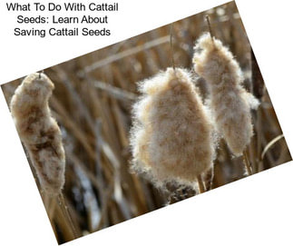 What To Do With Cattail Seeds: Learn About Saving Cattail Seeds