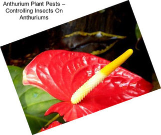 Anthurium Plant Pests – Controlling Insects On Anthuriums