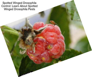 Spotted Winged Drosophila Control: Learn About Spotted Winged Drosophila Pests