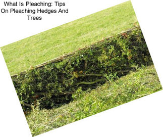 What Is Pleaching: Tips On Pleaching Hedges And Trees
