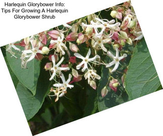 Harlequin Glorybower Info: Tips For Growing A Harlequin Glorybower Shrub