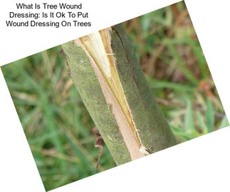 What Is Tree Wound Dressing: Is It Ok To Put Wound Dressing On Trees