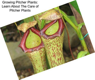 Growing Pitcher Plants: Learn About The Care of Pitcher Plants