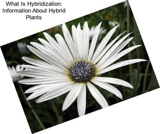 What Is Hybridization: Information About Hybrid Plants